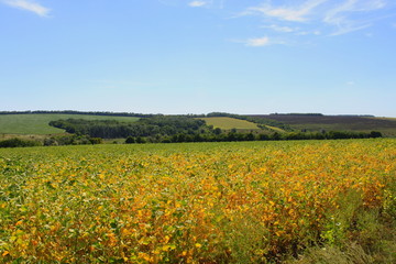 Fototapeta premium field of yellow flowers