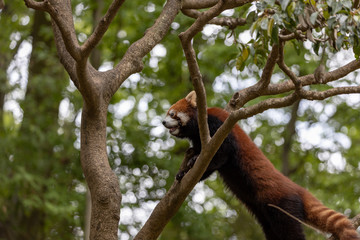 レッサーパンダ, アカパンダ