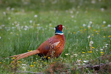 Common pheasant in the field , ring necked pheasant