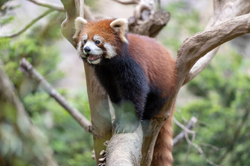 レッサーパンダ, アカパンダ