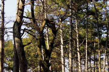 Obraz premium tree in the forest