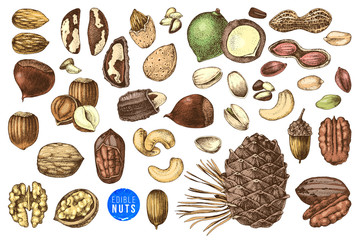 Hand drawn set of edible nuts