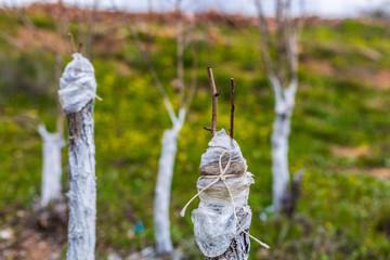 Whitewashing of fruit trees.