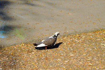 Obraz premium pigeon on the ground