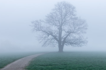 kahler Baum in Nebel