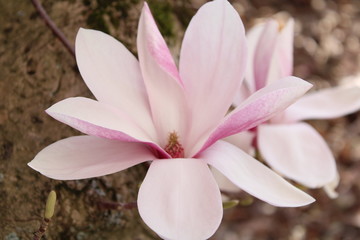 bl&uuml;hende Magnolie
