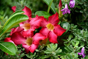 Close-up tropical green plants in the Philippines