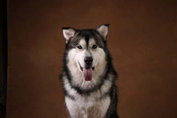 Side view at a alaskan malamute dog sitting in studio on brown blackground and looking at camera