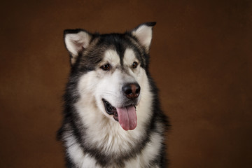 Side view at a alaskan malamute dog sitting in studio on brown blackground and looking aside