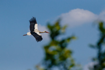 Flight of the European Stork, White Stork, Ciconia Ciconia