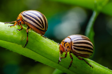 Colorado potato beetle crawling on the branches of potato