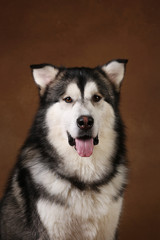 Portrait of alaskan malamute dog sitting in studio on brown blackground and looking at camera