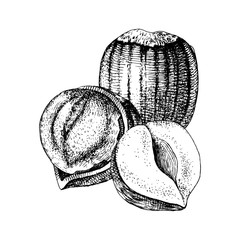 Vector hand drawn hazelnuts