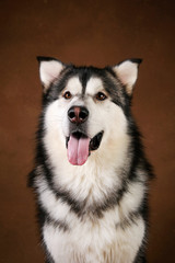 Portrait of alaskan malamute dog sitting in studio on brown blackground and looking at camera