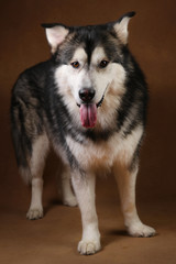 Portrait of alaskan malamute dog sitting in studio on brown blackground and looking at camera