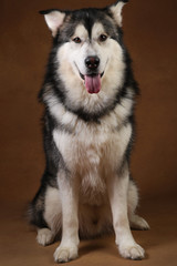 Portrait of alaskan malamute dog sitting in studio on brown blackground and looking at camera