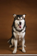 Portrait of alaskan malamute dog sitting in studio on brown blackground and looking at camera