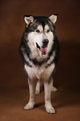 Portrait of alaskan malamute dog sitting in studio on brown blackground and looking at camera