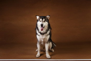 Studo shot of alaskan malamute dog standing on brown blackground and looking at camera