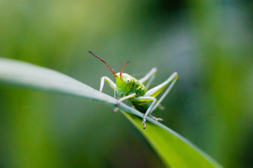 Little green grasshopper macro view