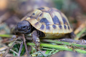 A small European land turtle in breeding.