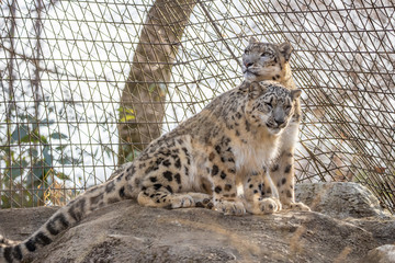 雪豹, ユキヒョウ, Snow Leopard
