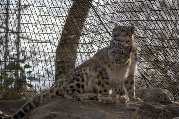 雪豹, ユキヒョウ, Snow Leopard