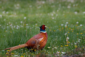 Ring necked pheasant in the natural environment
