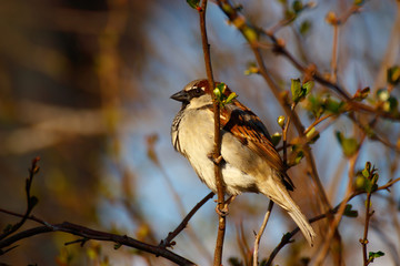 Sparrow close take at early spring, home sparrow, Passer Domesticus