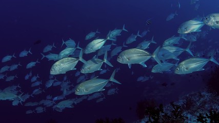 A huge school of Jacks. Big eye Trevally Jack, (Caranx sexfasciatus) Forming a polarized school, bait ball or tornado,Maldives, Indian Ocean, slow motion