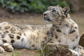 雪豹, ユキヒョウ, Snow Leopard