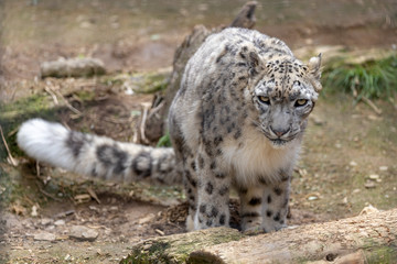 雪豹, ユキヒョウ, Snow Leopard