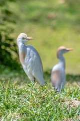 Obraz na płótnie Canvas Great white egret (egretta alba),The Gambia - West Africa
