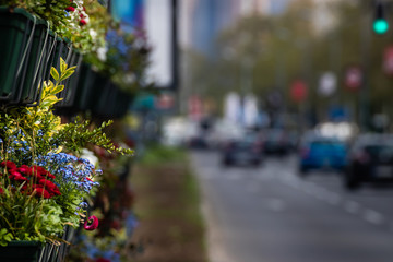 Urban Rush Hour with Calm Oasis of Flowers
