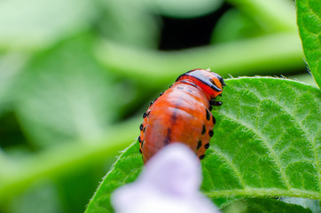 Red larva of the Colorado potato beetle eats potato leaves