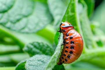 Red larva of the Colorado potato beetle eats potato leaves