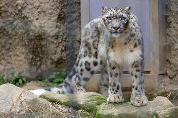 雪豹, ユキヒョウ, Snow Leopard