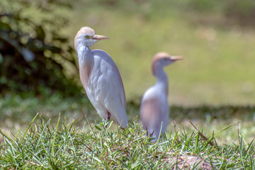 Great white egret (egretta alba),The Gambia - West Africa