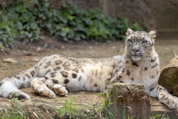 雪豹, ユキヒョウ, Snow Leopard