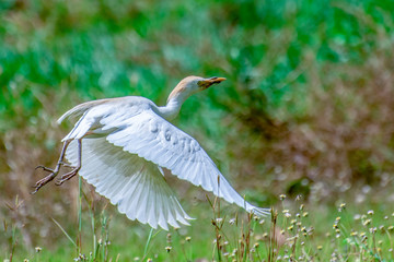 Great white egret (egretta alba),The Gambia - West Africa