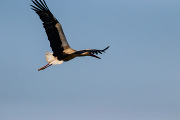 White Stork in the air, European Stork with spread wings