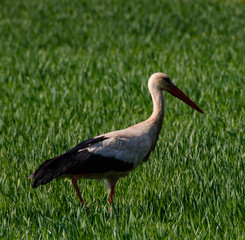 White stork in the swamp area, European stork in the grass field