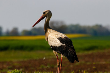 White stork standing in the field, Ciconia Ciconia, close take