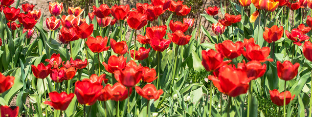 Obraz premium Bright spring tulip bud on the tulip field