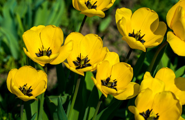 Fototapeta premium Bright yellow spring tulip bud on the tulip field