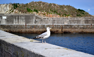 Gaviota en el cant&aacute;brico