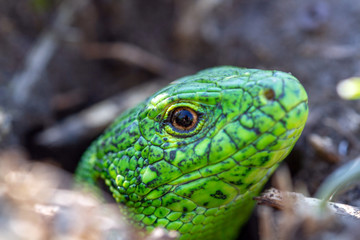 A green lizard (Lacerta agilis) male during the mating season close-up.
