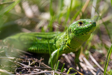 A green lizard (Lacerta agilis) male during the mating season close-up.