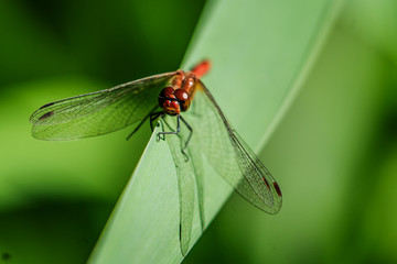 Libelle