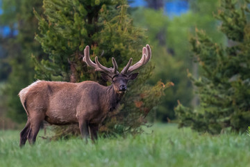 elk in forest